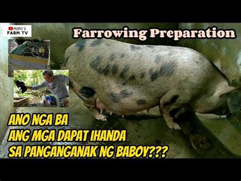 1 Day Overdue ng Panganganak ng Baboy Ano ang Gagawin.